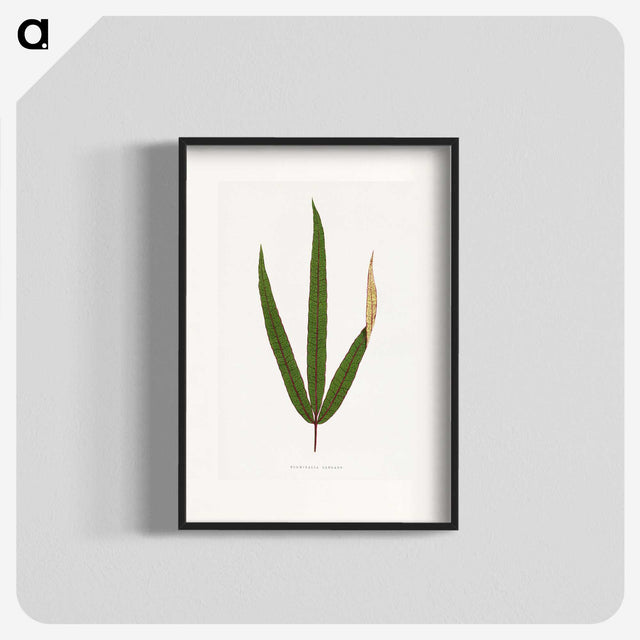 2-17_Plants-with-Colored-Foliage_blk