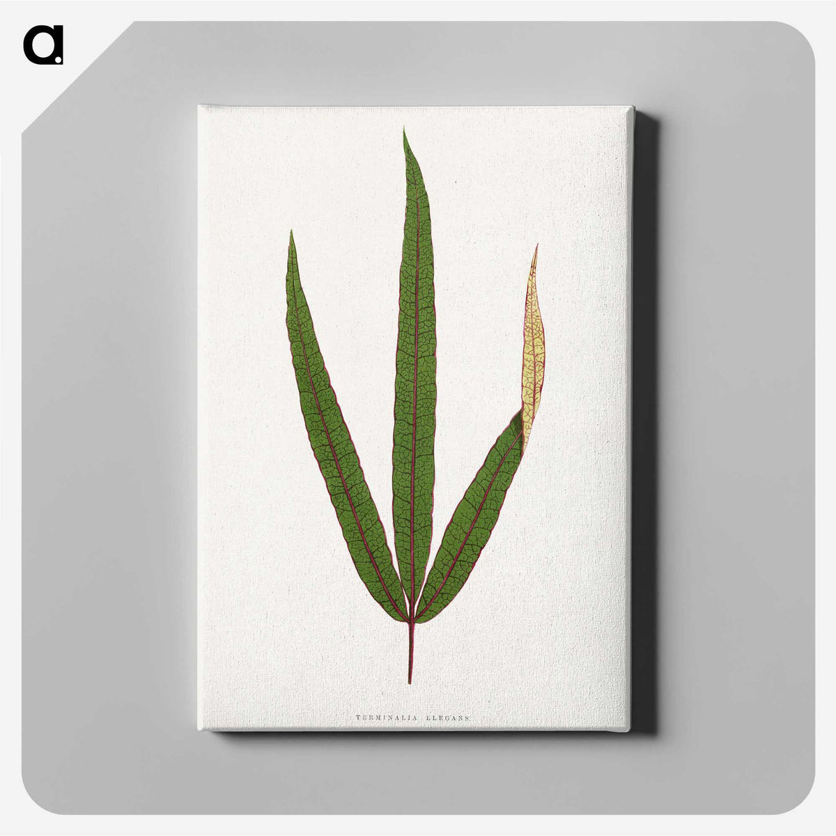 2-17_Plants-with-Colored-Foliage_canvas
