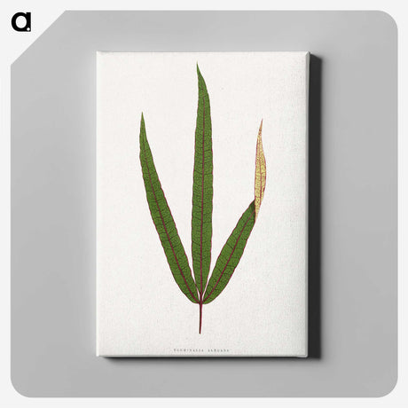 2-17_Plants-with-Colored-Foliage_canvas