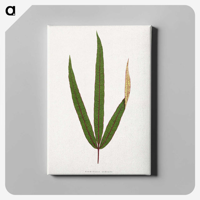 2-17_Plants-with-Colored-Foliage_canvas