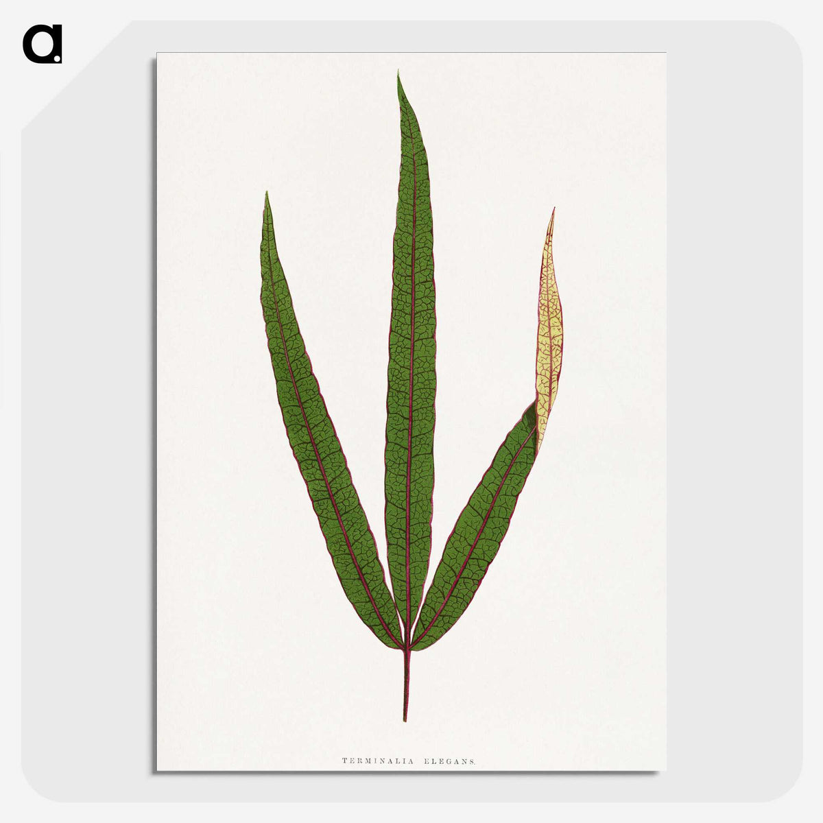 2-17_Plants-with-Colored-Foliage_picture-crop