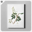 2-17_Pomona-Italiana_canvas