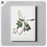 2-17_Pomona-Italiana_canvas