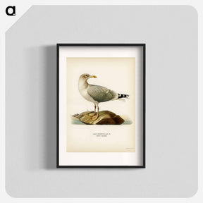 アートポスター-European Herring Gull
 - スヴェンスカ フォグラル Poster.