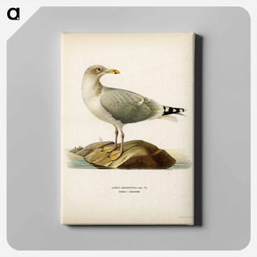 アートパネル-European Herring Gull
 - スヴェンスカ フォグラル Canvas.