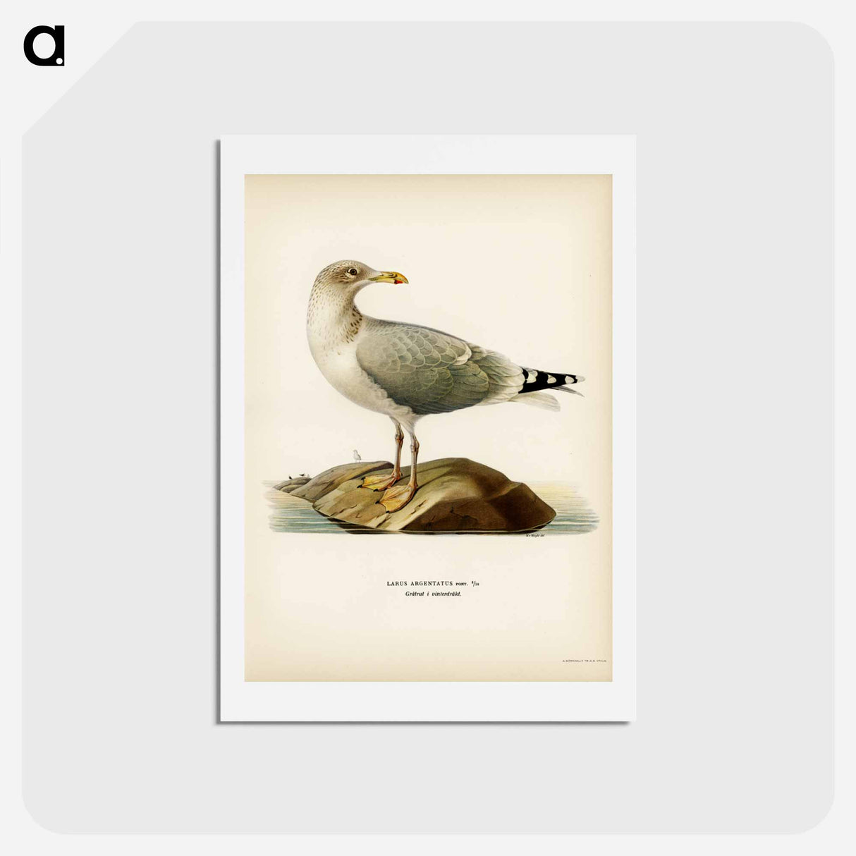 アートポストカード-European Herring Gull
 - スヴェンスカ フォグラル Postcard.