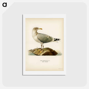 アートポストカード-European Herring Gull
 - スヴェンスカ フォグラル Postcard.