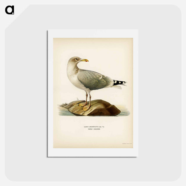 アートポストカード-European Herring Gull
 - スヴェンスカ フォグラル Postcard.