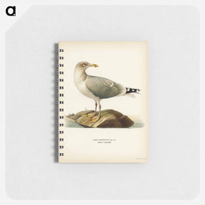 アートメモ帳-European Herring Gull
 - スヴェンスカ フォグラル Memo.