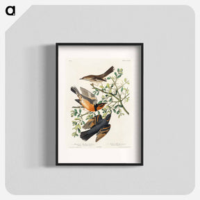 アートポスター-Mountain Mocking bird and Varied Thrush from Birds of America
 - アメリカの鳥たち Poster.