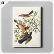 アートパネル-Mountain Mocking bird and Varied Thrush from Birds of America
 - アメリカの鳥たち Canvas.