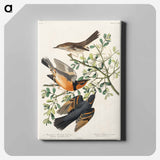 アートパネル-Mountain Mocking bird and Varied Thrush from Birds of America
 - アメリカの鳥たち Canvas.