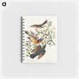 アートメモ帳-Mountain Mocking bird and Varied Thrush from Birds of America
 - アメリカの鳥たち Memo.