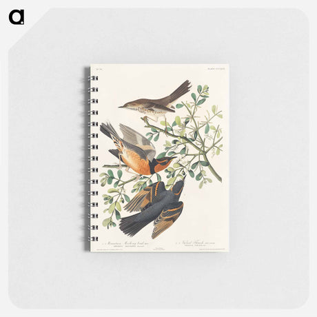 アートメモ帳-Mountain Mocking bird and Varied Thrush from Birds of America
 - アメリカの鳥たち Memo.