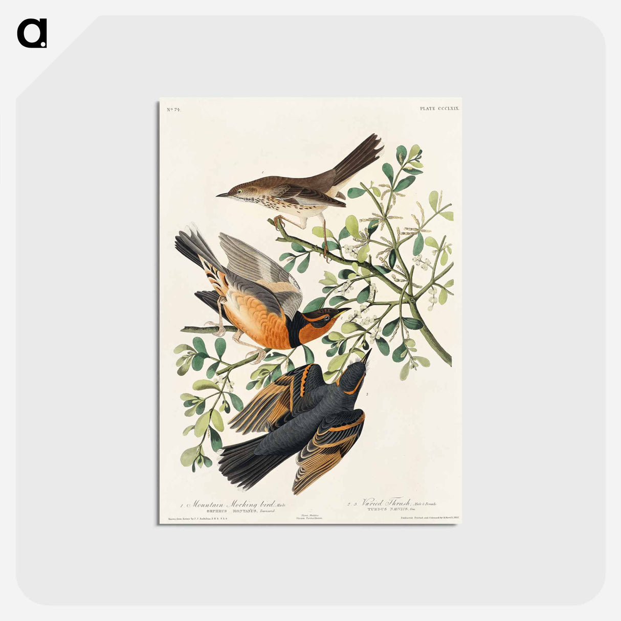 アートポストカード-Mountain Mocking bird and Varied Thrush from Birds of America
 - アメリカの鳥たち Postcard.