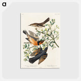アートポストカード-Mountain Mocking bird and Varied Thrush from Birds of America
 - アメリカの鳥たち Postcard.
