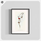 Black-headed Wren
 - オーストラリアの鳥 Poster.