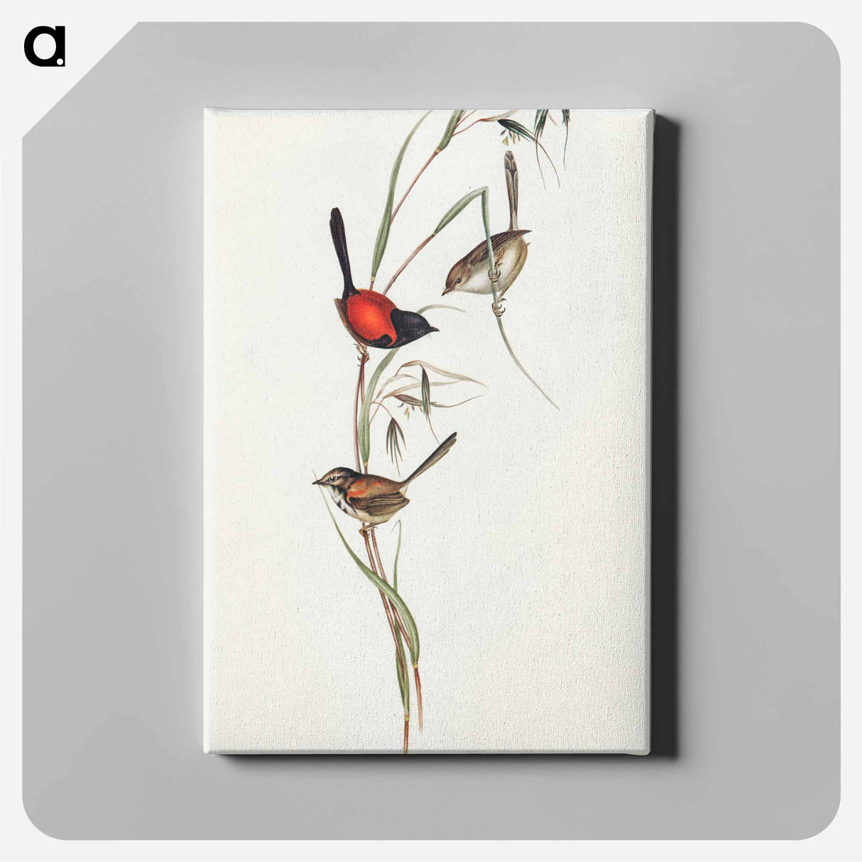 Black-headed Wren
 - オーストラリアの鳥 Canvas.