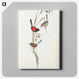 Black-headed Wren
 - オーストラリアの鳥 Canvas.