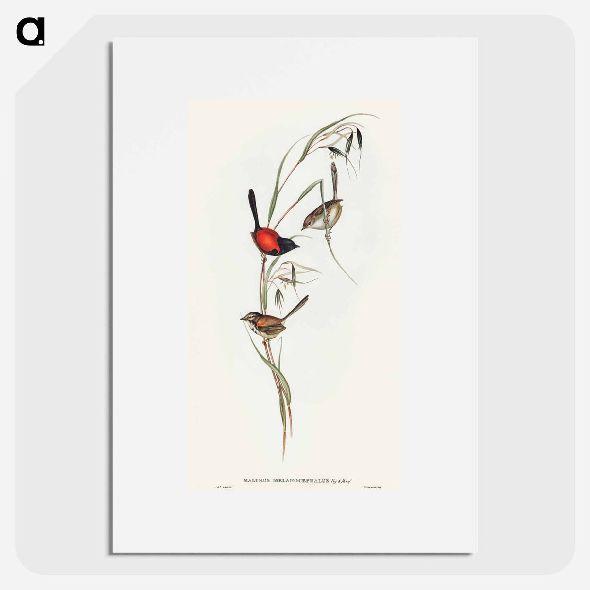 Black-headed Wren
 - オーストラリアの鳥 Poster.