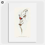 Black-headed Wren
 - オーストラリアの鳥 Poster.