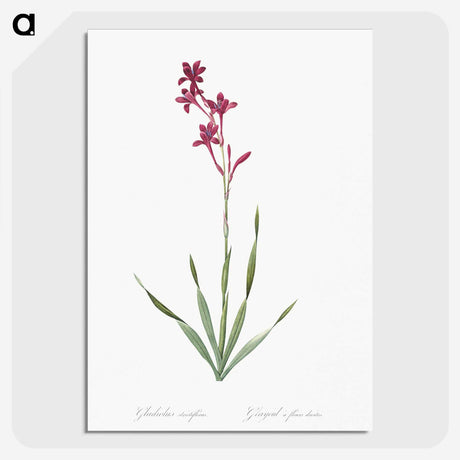 2-17_The-Lilies_picture-crop