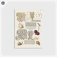 アートポストカード-Butterfly, Sweet Cherry, and Land Snails from Mira Calligraphiae Monumenta
 - 書道のお手本 Postcard.