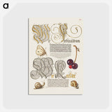 アートポストカード-Butterfly, Sweet Cherry, and Land Snails from Mira Calligraphiae Monumenta
 - 書道のお手本 Postcard.