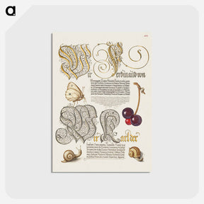 アートポストカード-Butterfly, Sweet Cherry, and Land Snails from Mira Calligraphiae Monumenta
 - 書道のお手本 Postcard.