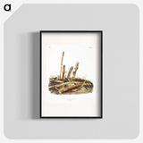 2-17_The-Viviparous-Quadrupeds_blk