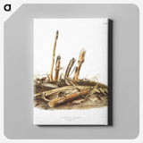 2-17_The-Viviparous-Quadrupeds_canvas