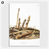2-17_The-Viviparous-Quadrupeds_picture-crop