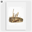 2-17_The-Viviparous-Quadrupeds_picture