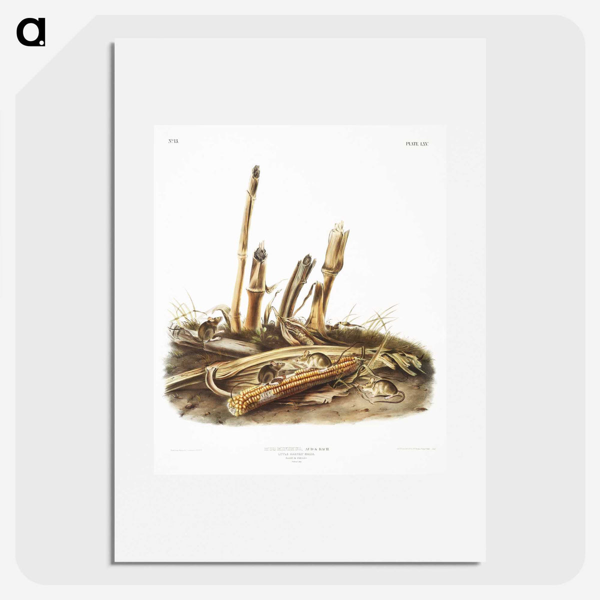 2-17_The-Viviparous-Quadrupeds_picture