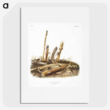 2-17_The-Viviparous-Quadrupeds_picture