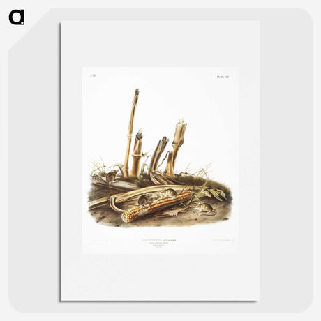 2-17_The-Viviparous-Quadrupeds_picture