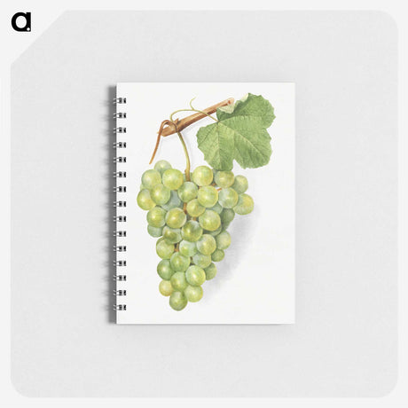 2-17_USDA-Watercolor-Fruit-Painting-Collection_memo