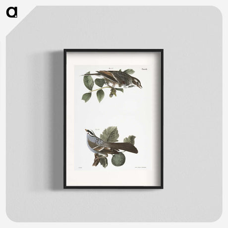 2-17_Zoology-of-New-York_blk