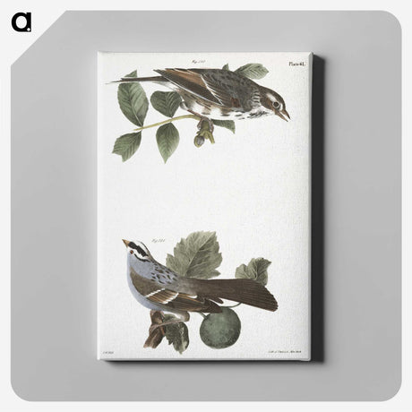 2-17_Zoology-of-New-York_canvas