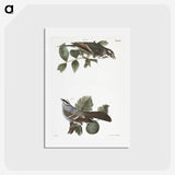 2-17_Zoology-of-New-York_hagaki