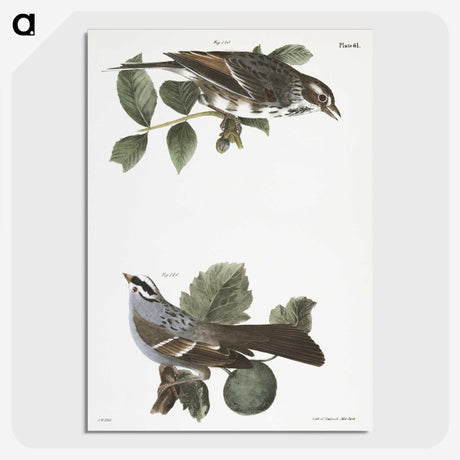 2-17_Zoology-of-New-York_picture-crop