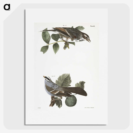 2-17_Zoology-of-New-York_picture