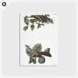 2-17_Zoology-of-New-York_postcard