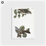 2-17_Zoology-of-New-York_postcard