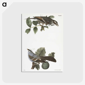 2-17_Zoology-of-New-York_postcard