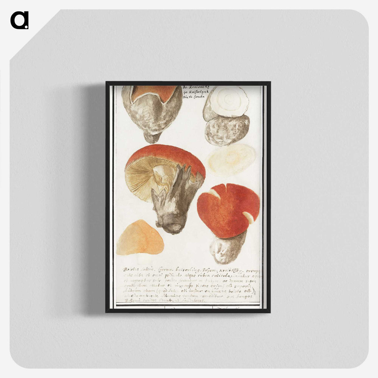 2-18_Anselmus-Boetius-de-Boodt_blk-crop