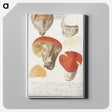 2-18_Anselmus-Boetius-de-Boodt_canvas