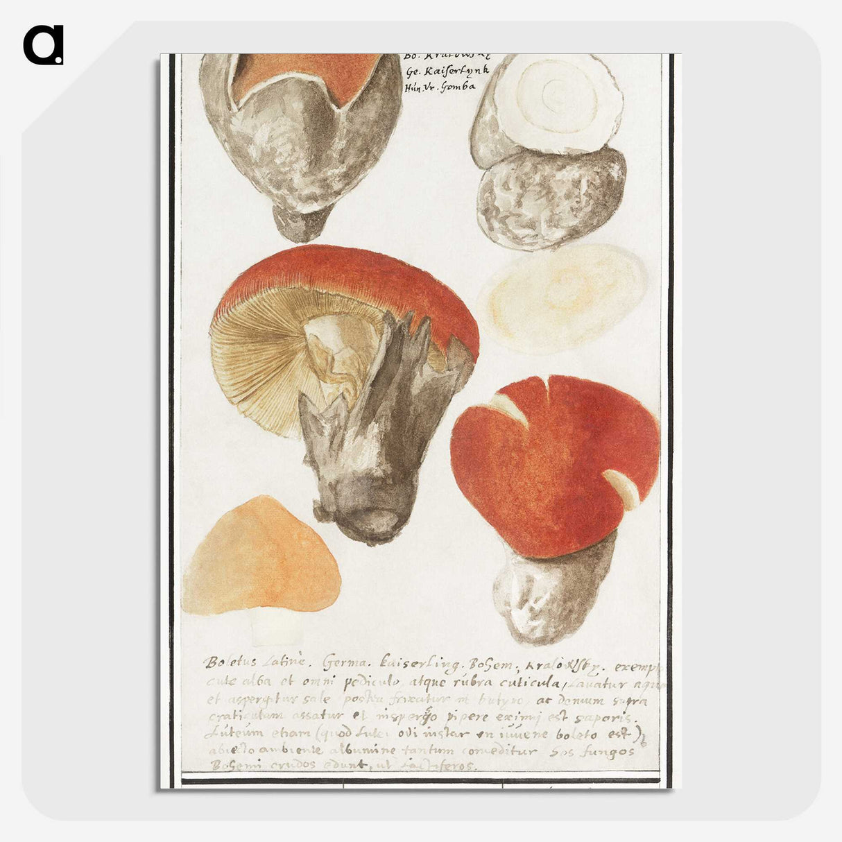 2-18_Anselmus-Boetius-de-Boodt_picture-crop