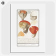 2-18_Anselmus-Boetius-de-Boodt_picture
