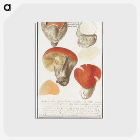 2-18_Anselmus-Boetius-de-Boodt_postcard